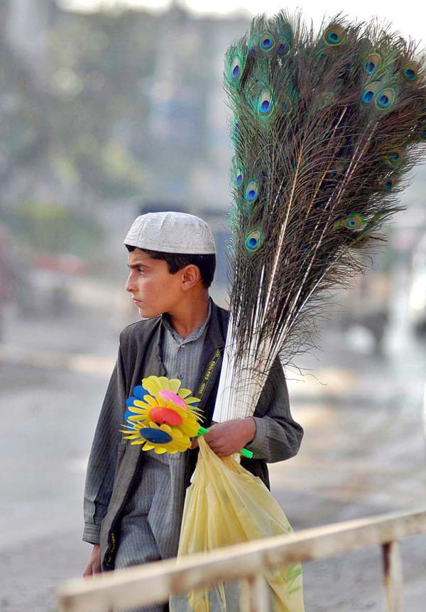 peacock