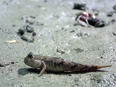 mudskipper