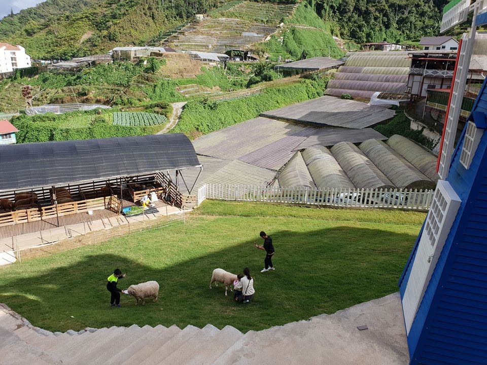 The Sheep Sanctuary Cameron Highlands | Little Chumsy's Blog